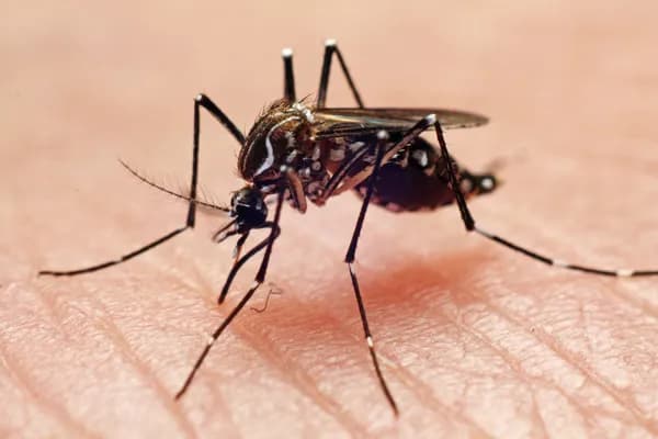 Google Wants to Release 64 Million “Good” Mosquitoes to Kill the Bad Ones gallery image 1